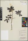 Foto von Salix longiflora Wall. ex Andersson